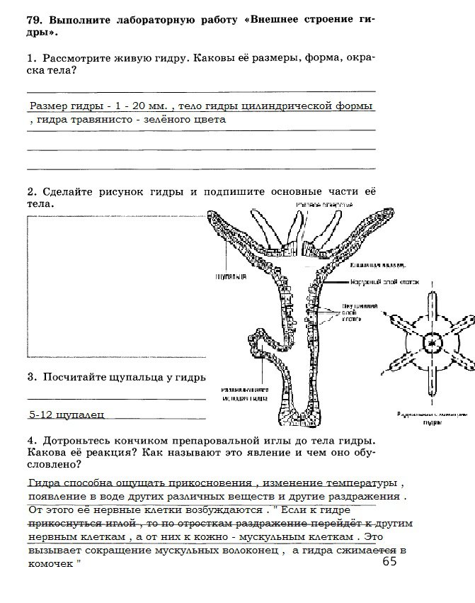 Kraken россия