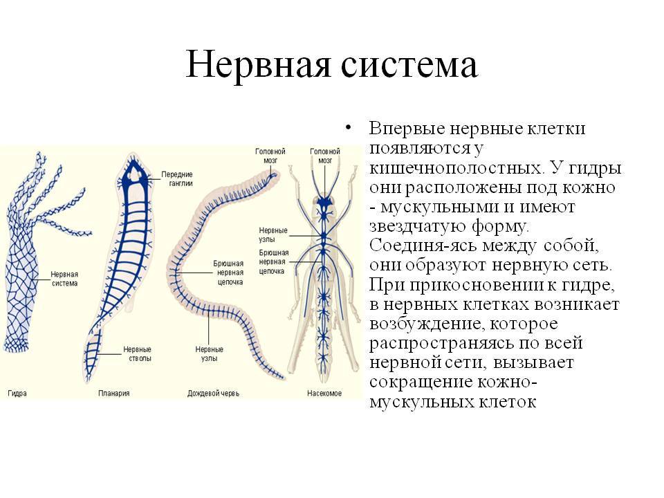 Кракен актуальная ссылка на сегодня