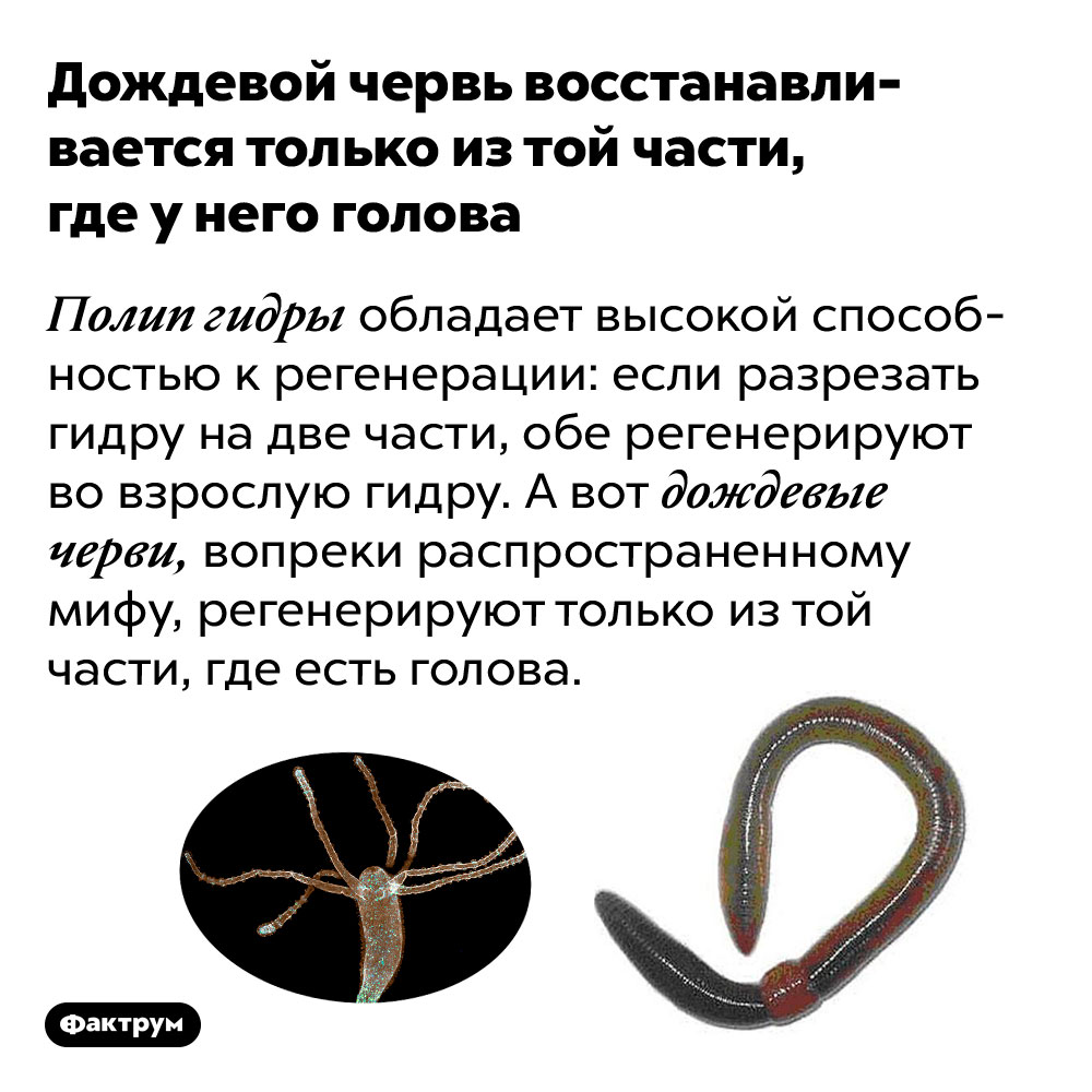 Kraken даркнет рынок